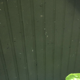 今日の針子達の画像