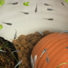 ダルマが出てきました‼️の画像