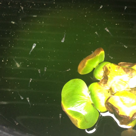 コスモの針子の画像