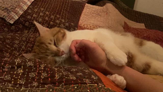 内装ピカピカの記事動画