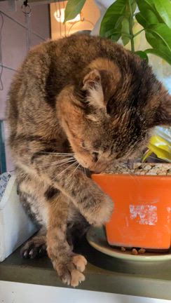 保護猫保護犬とおしごとの記事動画