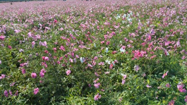 Flowerの記事動画