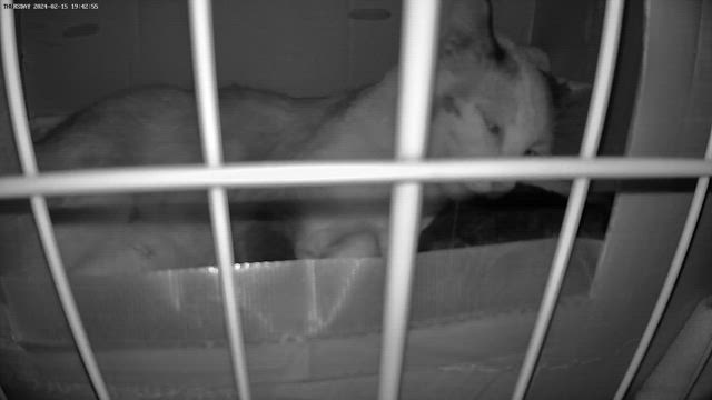 キャットウォークが…の記事動画