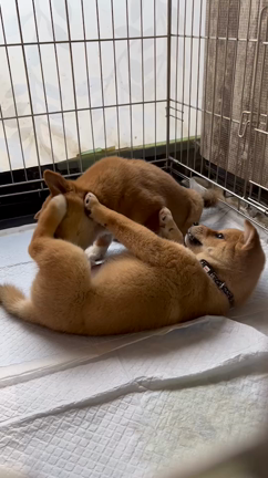 崖っぷち子犬のレスキューPart2の記事動画