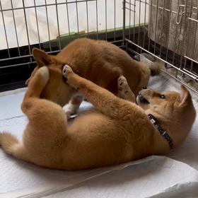 崖っぷち子犬のレスキューPart2のサムネイル画像