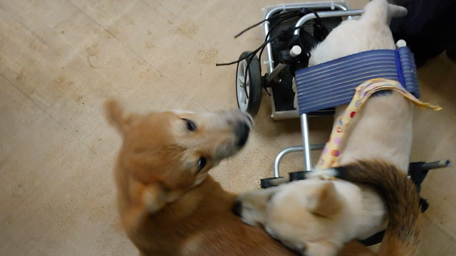 お転婆すぎて…の記事動画