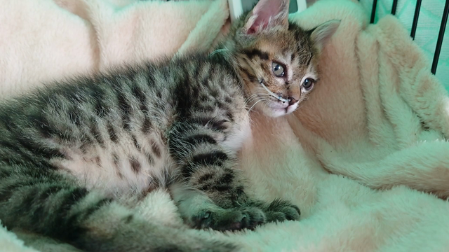 寝たきりの子猫…の記事動画