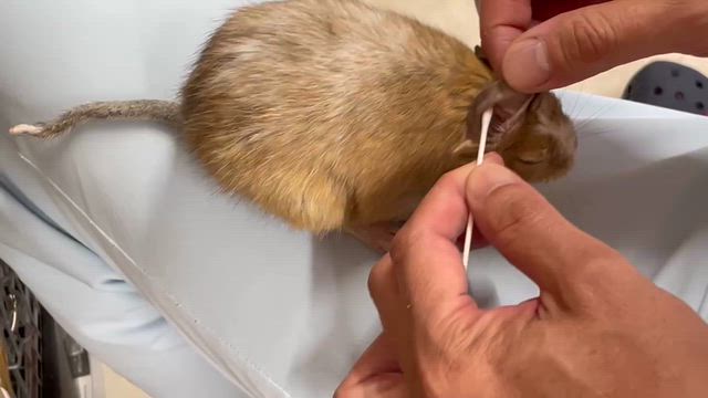 昨日のお話し　7月8日　詐欺電話が来ましたの記事動画
