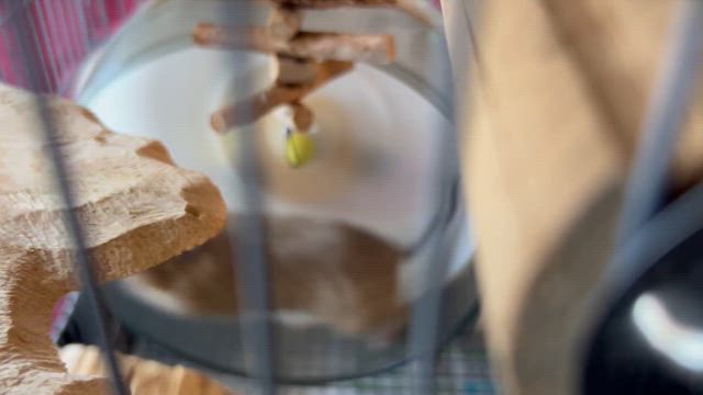 昨日のお話し　5月5日　長男夫婦が来てくれました！の記事動画