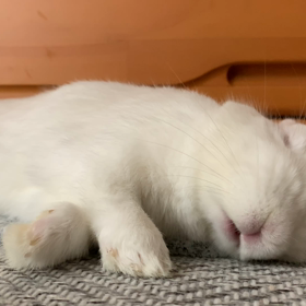 ( ˘ω˘)ｽﾔｧ…の画像