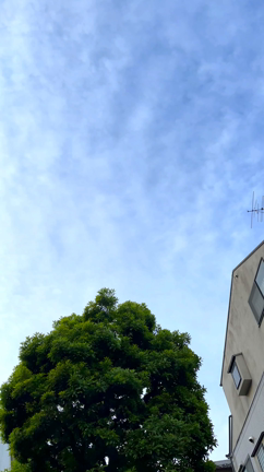 beautiful dayの記事動画