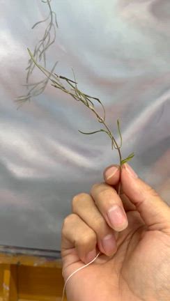 お盆に墓参り、死は？生きるは？の記事動画