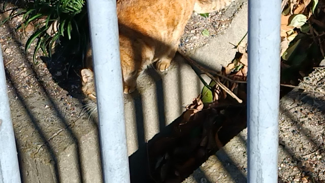 歩いて…歩いての記事動画