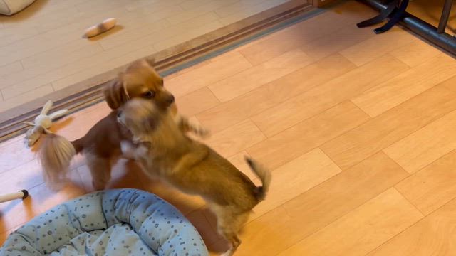 今日から弥生の記事動画