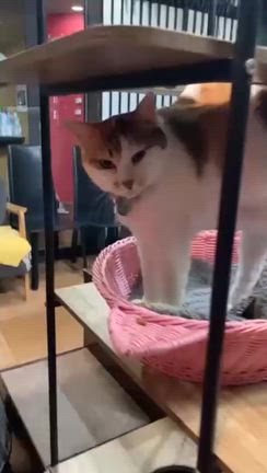 歩いてる(^_^)(^_^)(^_^)だんごちゃん(^_^)(^_^)(^_^)の記事動画