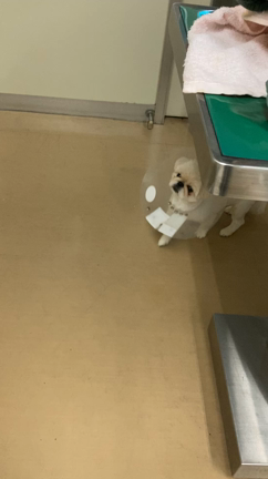 ロアちゃん 院内散歩〜の記事動画