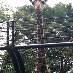 野毛山動物園･動画♪の画像