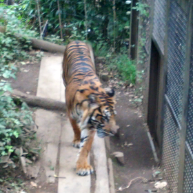 上野動物園♪動画の画像
