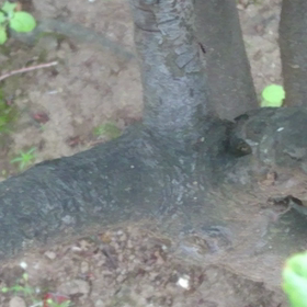 大島紬の… あの泥藍を生み出す！の画像