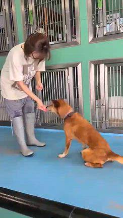 はちボラ　朝活の土曜日・・・・　イヌナン　コメナンの記事動画