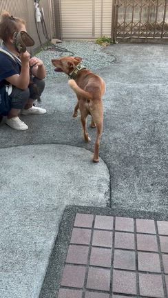 二か月の変化　はちボラ卒犬　F＆Fの記事動画