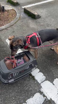 はちボラ卒犬　お見舞いに来たよ！　の記事動画