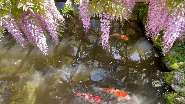 春日  藤の園の記事動画