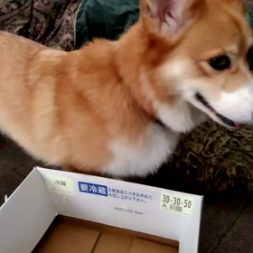 バスケ小僧の画像