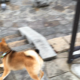 コマちゃんお散歩動画の画像