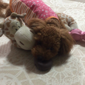 パフパフ♪の画像