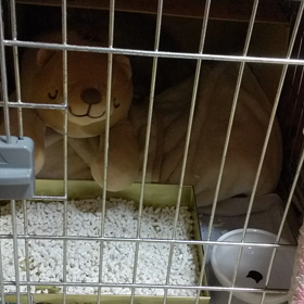 安心してくださいね、遊びますよ。の画像