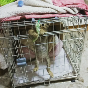 今日のおちびたん❤️の画像