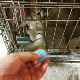 見せびらかすワタシの画像
