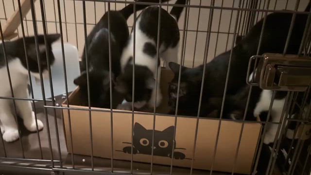 日本人の美徳～謙遜を奪う猫という生き物～の記事動画