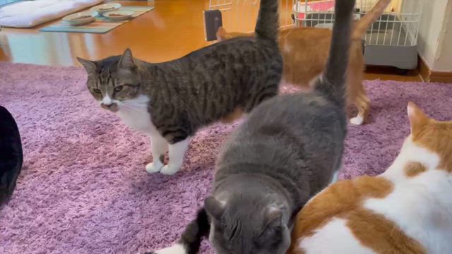 お届けラッシュ中（20匹お届け完了）の記事動画