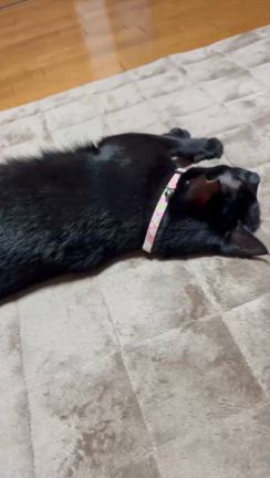 『ララちゃん』お届け〜♪の記事動画