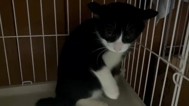 コットン＆デニム改め『オレオくん』『ココアくん』お届け〜♪の記事動画