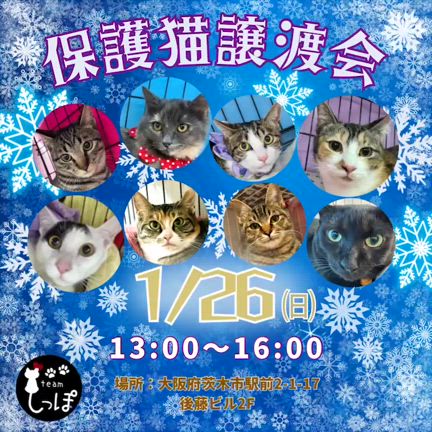 1/12　譲渡会ありがとうございましたの記事動画