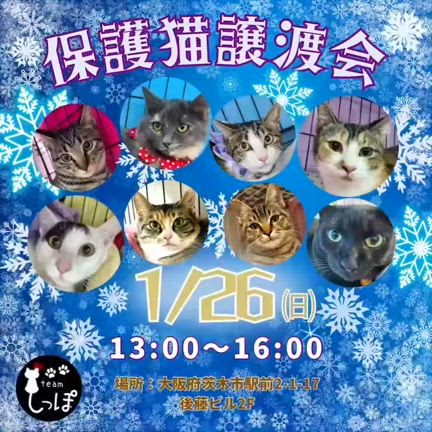 譲渡会のお知らせ　次回は1/26（日）ですの記事動画