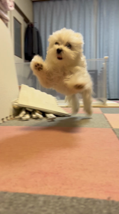 フィン納め+αの記事動画