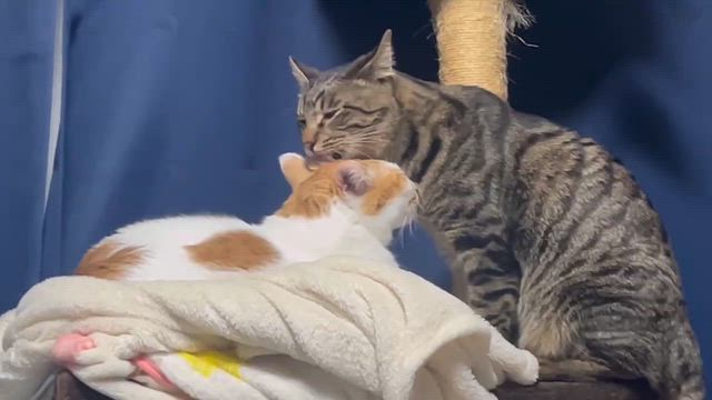 メリークリスマスの記事動画