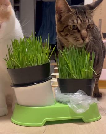 草好きの猫達の記事動画