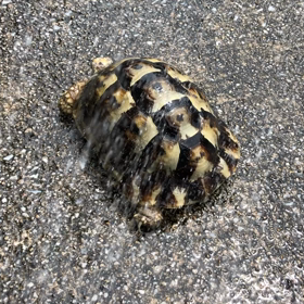 ギリシャリクガメ　水浴び　日光浴　ゲージ掃除　爬虫類の画像