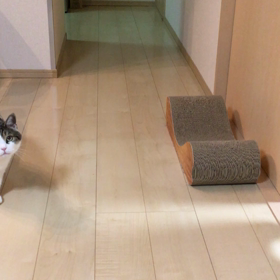 今日はオリンピックデーの画像