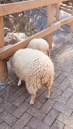 ７１回ひきあい会☆六甲牧場の記事動画