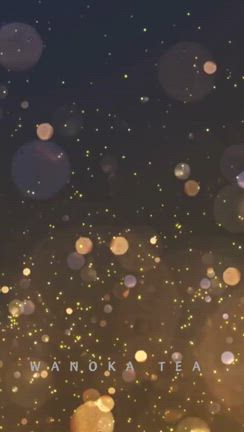 クリスマスよりシーサーの記事動画