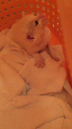 2歳になりました。の記事動画