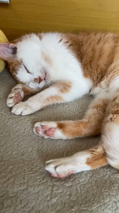 初めての月命日の記事動画