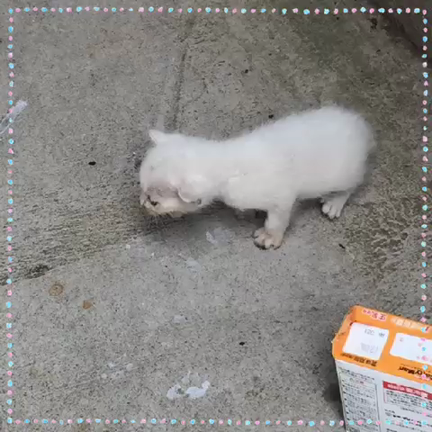 1歳になりました。の記事動画