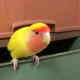 手羽この得意技の画像